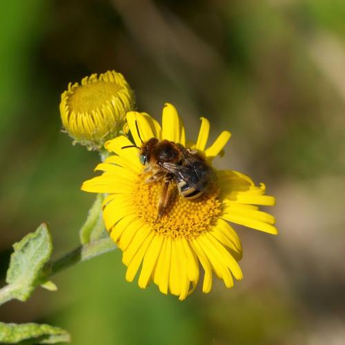 Réf. 288 151 : Tetraloniella alticincta